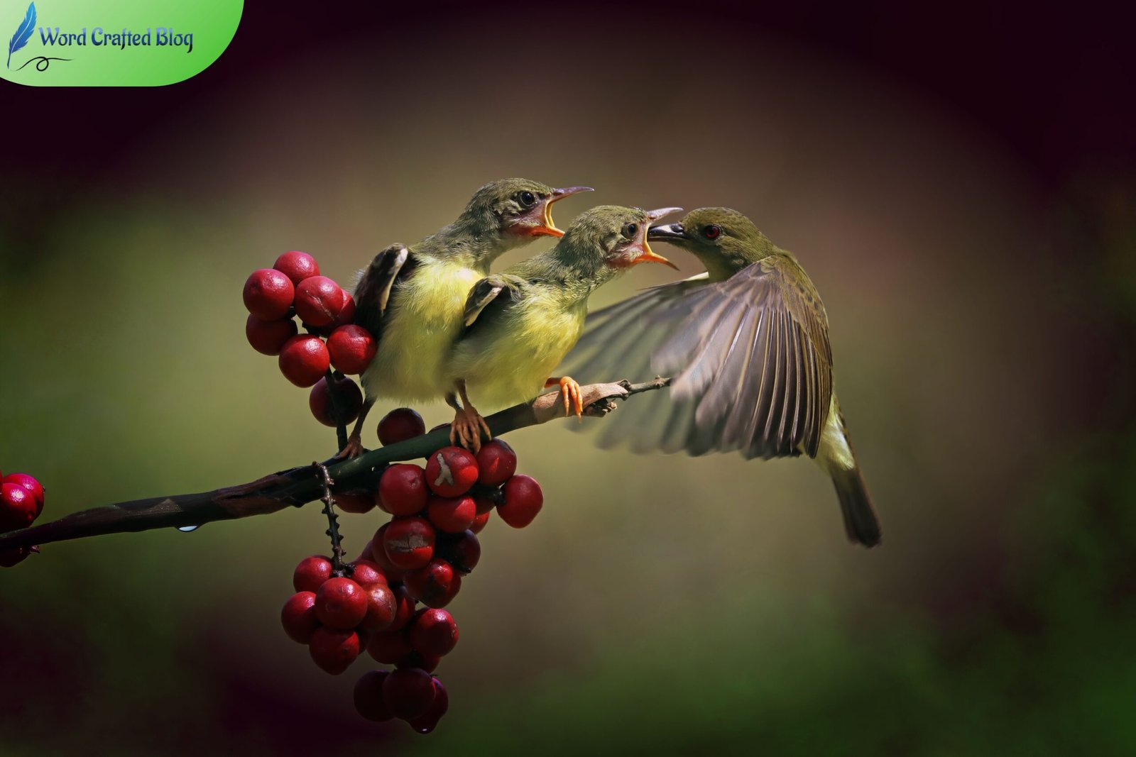 Yanking Cherries